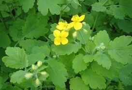 herba de celidonia para verrugas